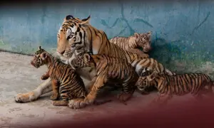 Cuban zookeepers celebrate birth of Bengal tigers against all odds