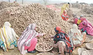 Russia lifts ban on Punjab potatoes