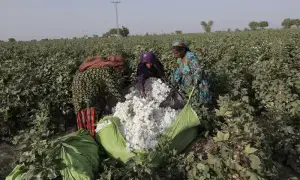 Federal Committee on Agriculture&rsquo;s cotton output estimates questioned