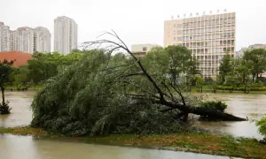 Typhoon Bavi makes landfall in China, downgraded to severe tropical storm