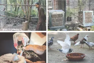 Rescue centre helping birds hit by dehydration, heatstroke