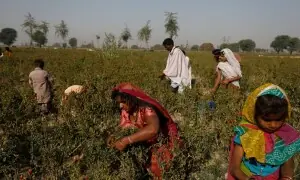 Pakistan publishes its agriculture census, revealing the federation beneath our fields Pakistan publishes its agriculture census, revealing the federation beneath our fields