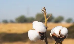 Early cotton arrivals hit record 527,900 bales