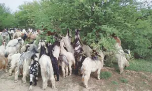 Bakarwals keep centuries-old migration alive