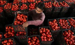 Iranian tomatoes fail to ease prices