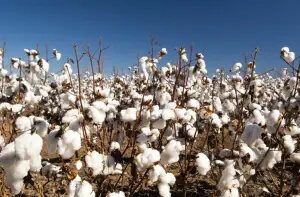 Policy delays cost agriculture billions: OICCI