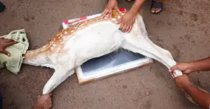 Portable X-ray machine introduced for captive animals in Punjab