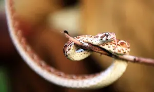 Man held with four protected snakes in Islamabad