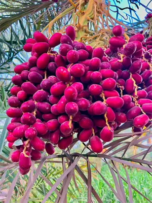 Khanpur&rsquo;s date market in decline