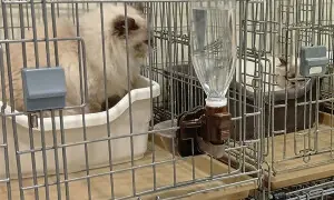 'Glad everyone&rsquo;s safe': Sigh of relief after 25 cats escape Japan mall damaged by quake