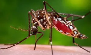 Peshawar villages continue to record sporadic dengue cases