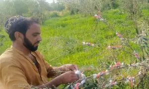 Experimental grafting of olive plants successfully completed in Bara