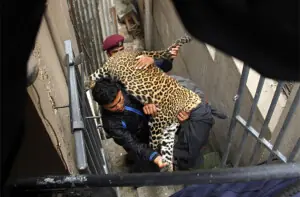 Living with leopards in the Himalayas