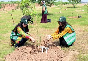 Over 50,000 saplings to be planted in Islamabad