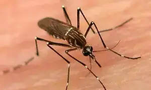 Dengue situation under control in Islamabad, says health chief