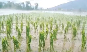 Rainstorm destroys vegetable farm in Mohmand