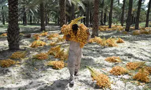 Date workers toil through rising heat in Sindh
