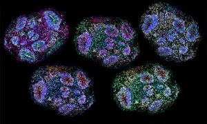 Oldest human brain cells grown in lab &lsquo;recorded passage of time&rsquo;