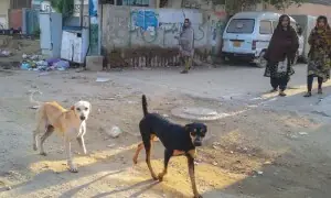11-year-old dog bite victim dies, a day after man&rsquo;s death at Karachi's JPMC