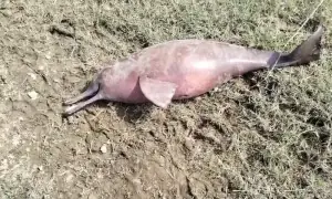 Death of Indus dolphin cub raises concerns for rare species&rsquo; safety