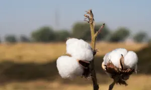 Cotton&rsquo;s yield challenges