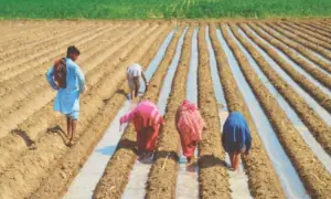 Only 2pc ever-married women own land in Pakistan: study