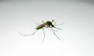 Health dept springs into action after chikungunya outbreak in KP's Nowshera