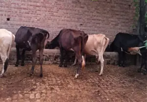 Moist fodder hits milk production in Narowal