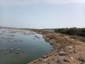 Mangrove cutting for land reclamation at Karachi's Korangi Creek threatens environment