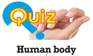 Quiz: Human body