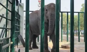 African elephant Madhubala on &lsquo;antibiotics&rsquo; after collapsing at Karachi&rsquo;s Safari Park