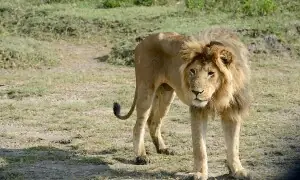 Teenage boy injured in lion attack at Kharian outhouse