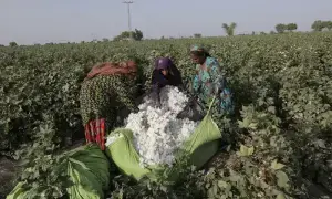 Cotton arrivals rise 19pc to 2.4m bales by September mid