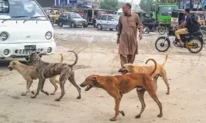 Plan afoot to neuter, vaccinate and tag stray dogs in Karachi