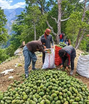 Youth throng scenic Chitral valleys to harvest pine nuts