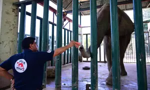 Four Paws expert sees &lsquo;hope&rsquo; for ailing elephant Madhubala