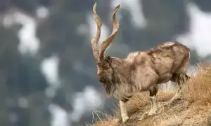 Trophy hunting permit auctions in KP fetch $1.21m, 'highest-ever in Pakistan's history'