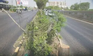 NHA cuts trees planted by Karachi's Baldia Town to widen Hub River Road