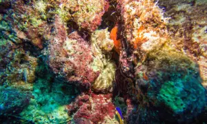 Nearly all coral reefs risk collapse in 50 years: IUCN