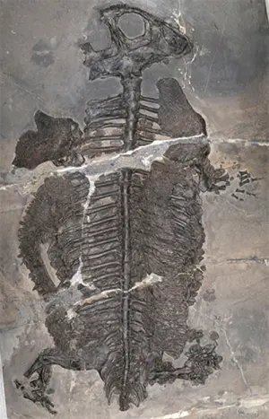 Skeletons found of amphibian with fully marine lifestyle