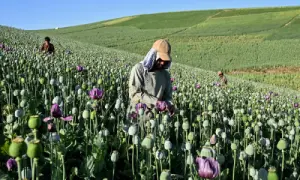 Afghanistan opium poppy cultivation surges despite Taliban govt ban: UN