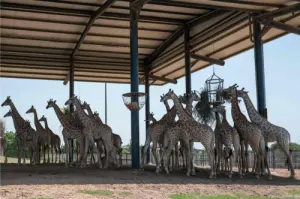 India&rsquo;s animal centre vows reset after criticism