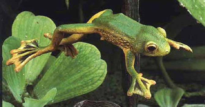 اڑنے والی مینڈک کی نئی قسم دریافت- آن لائن فوٹو