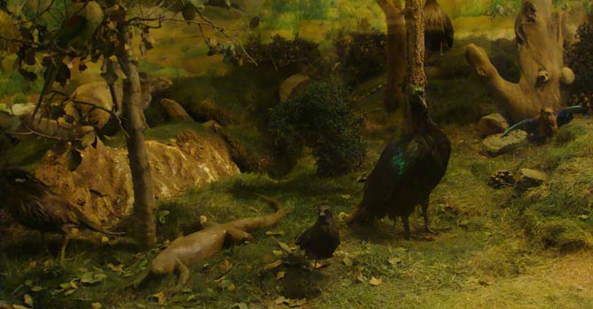 پاکستان میوزیم آف نیچرل ہسٹری کا ایک منظر۔ تصویر راحیل قریشی